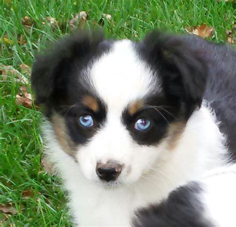 Puppyfinder.com is your source for finding an ideal puppy for sale in usa. Our Puppies | Toy and Mini Aussie Puppies For Sale ...