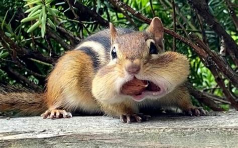 Steady On Cheeky Chipmunk Bites Off More Than It Can Chew