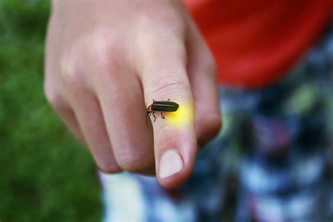 What Makes A Lightning Bug Glow Pestworld For Kids