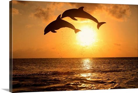 Bottle Nosed Dolphins Leaping In Front Of A Sunset In 2020 Dolphins