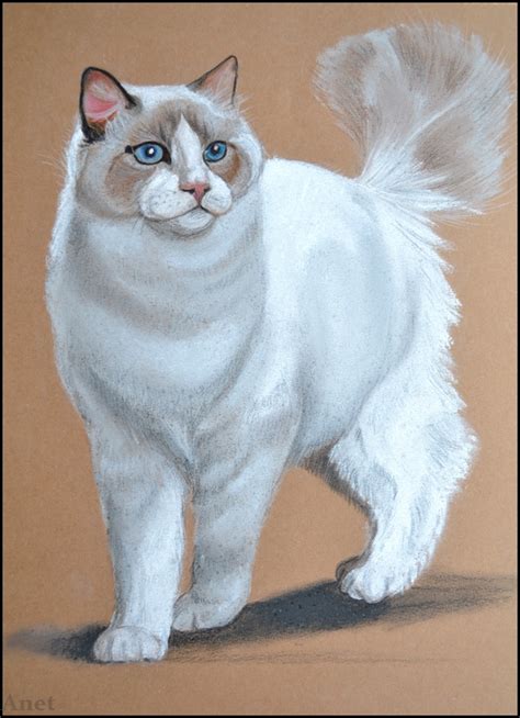 Watch short videos about #cartooncat on tiktok. Drawing- Ragdoll cat by Ennete on DeviantArt