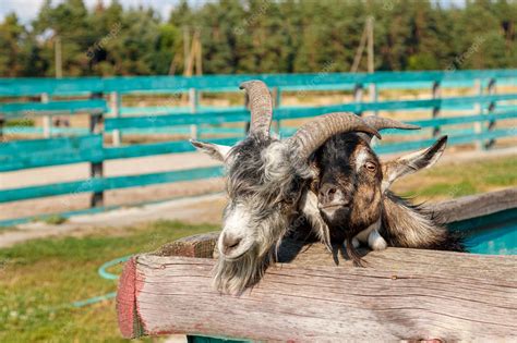 Premium Photo Beautiful Goat With Horns In The Farm
