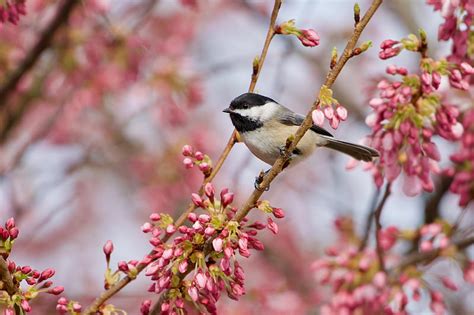 Birds Titmouse Bird Blossom Passerine Spring Wildlife Hd