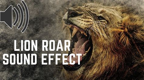 Lion Roar 🦁 Sound Effect🔊 Youtube