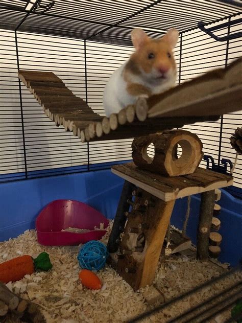 Male Syrian Hamster Plus Cage And Huge Bundle In Kelso Scottish