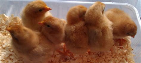 What Are The Pros And Cons Of Raising Backyard Chickens Cluckin