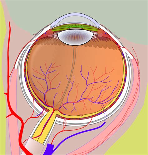Filediagram Of Human Eye Without Labelssvg Wikimedia Commons In