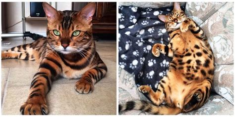 All of our bengal cats are tica registered and we are a member in good standing with (tica) the international cat association, (tibcs) the we have kittens with the best breed characteristics at affordable prices. Thor the Bengal Cat - Cats of Instagram