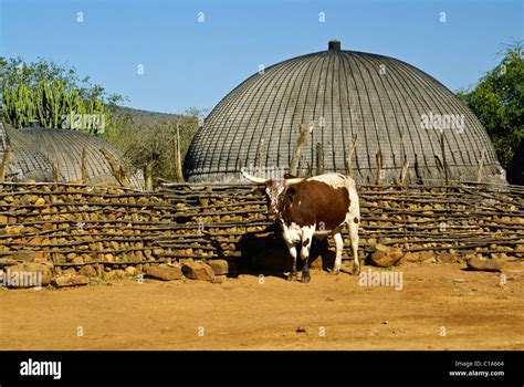 Zulu Homestead And Steer Shakaland South Africa Stock Photo Alamy