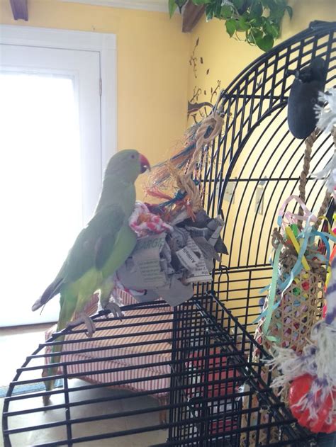 We are exporting white eggs for more than 35 years and are one of the largest exporters of white eggs from india. Good homemade foraging toy. My Indian Ringneck checking ...