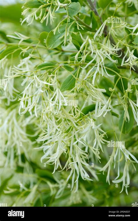 Chionanthus Virginicus Fringe Tree Deciduous Shrub With Creamy White