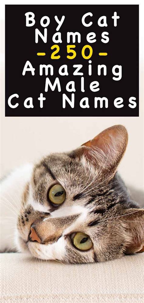 Unique Male Cat Names Boy Cat Names Isbagus