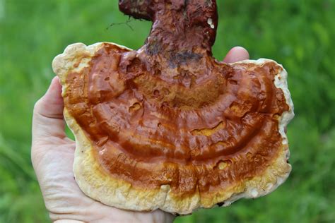 Foraging Reishi Mushrooms — Practical Self Reliance