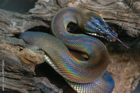 Black Beauty Snake With Colorful Scale From Papua New Guinea Using