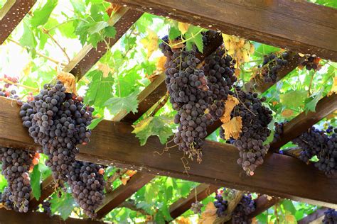 Free Images Tree Grape Vine Wine Fruit Flower Food Produce