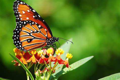 Native Butterflies In South Florida Are Now Extinct Soti Npc