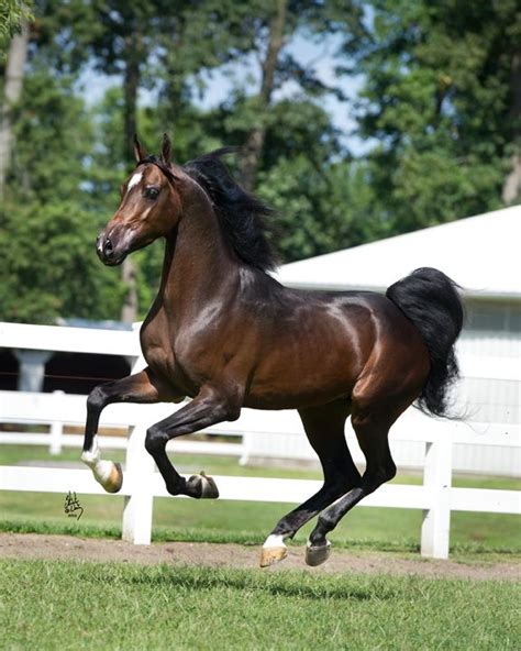 Lightening Strikes Bay Arabian Stallion Baske Afire X Schantillie