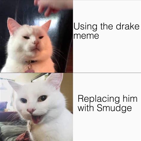 Smudge The Cat Meme Local Search Denver Post