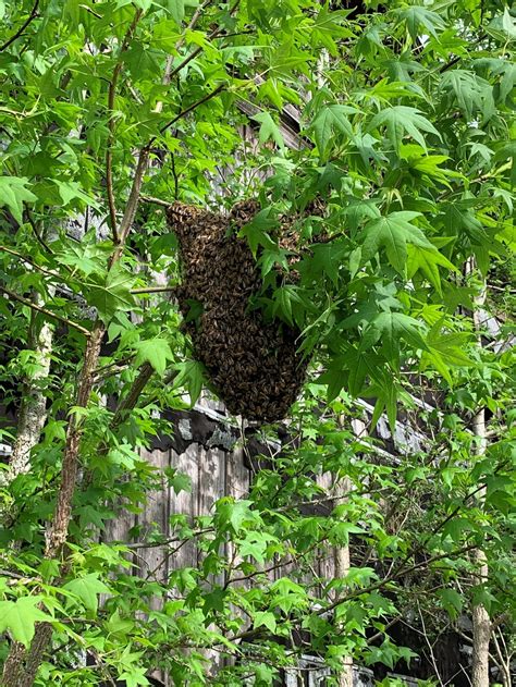 Swarm of bees in my tree. Frequently Asked Questions About Honey Bee Swarms | Home ...