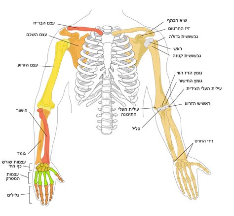 The shoulder is not a single joint, but a complex arrangement of bones, ligaments, muscles, and tendons that is better called the shoulder girdle. File:Human arm bones diagram.heb.svg - Wikimedia Commons