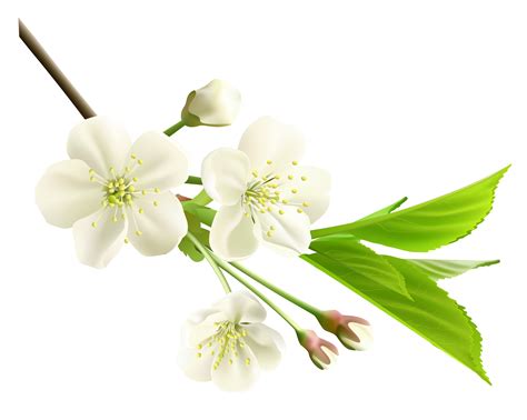 Transparent Background White Flowers Png Clip Art Library