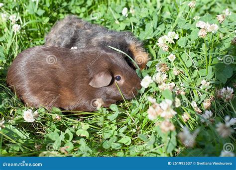 Two Cute Guinea Pigs Adorable American Tricolored With Swirl On Head In