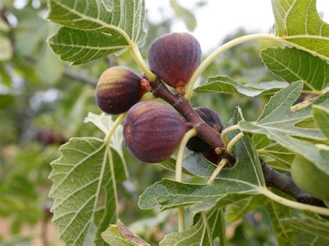 Fig Tree Fertilizer When And How To Fertilize A Fig Tree