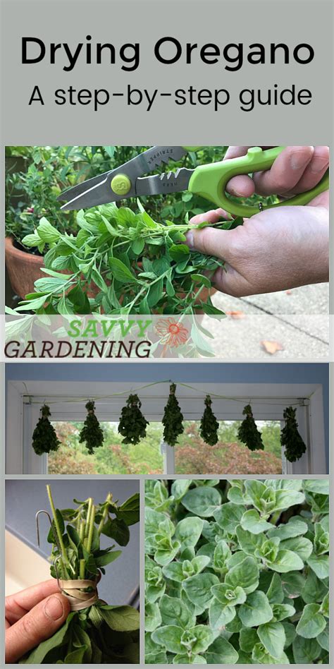 Drying Oregano Step By Step Instructions