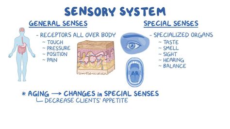 Sensory System Structure And Function Osmosis Video Library