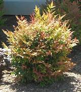 Pictures of Pool Landscaping Shrubs