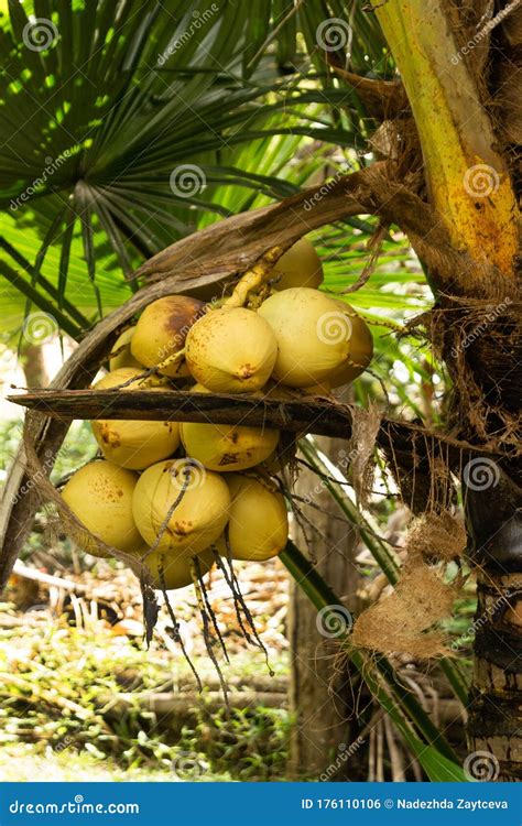 Bunch Of Yellow Coconuts On A Palm Tree Stock Photo Image Of Asia