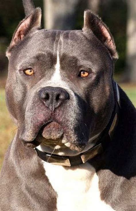 40 Interesting Facts About Pit Bull Dogs Tail And Fur