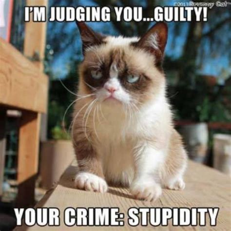 Pinterest Grumpy Cat Humor Cat Jokes Grumpy Cat Meme