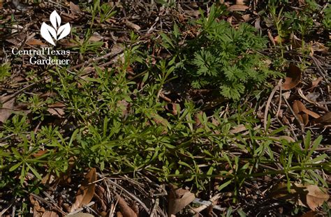 Texas weed syndicate's best boards. Beneficial Weeds | Central Texas Gardener