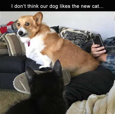 Funny Animal Picture Dump Of The Day 23 Pics