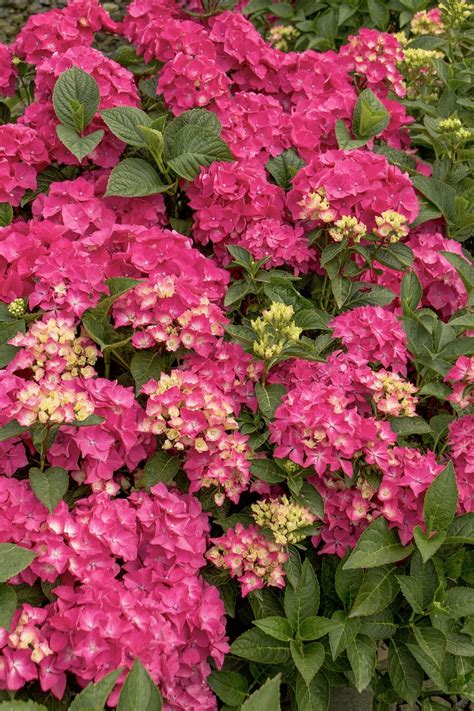 They are beautiful on their own, or they make a great base for more. Pink Elf® French Hydrangea - Monrovia - Dwarf Hydrangea ...