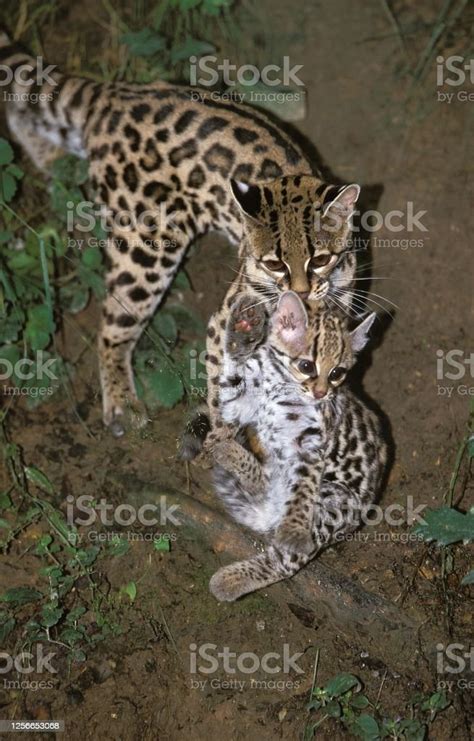 Margay Cat Leopardus Wiedi Mother Carrying Cub Stock Photo Download