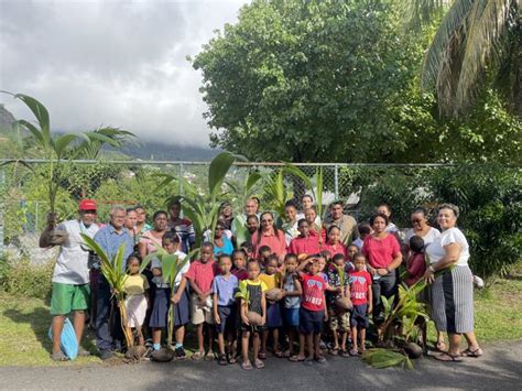 Several Coconut Saplings Planted Around Les Mamelles Crèche Seychelles