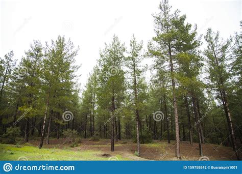 View Of A High Definition Tree Line Isolated On A White Background