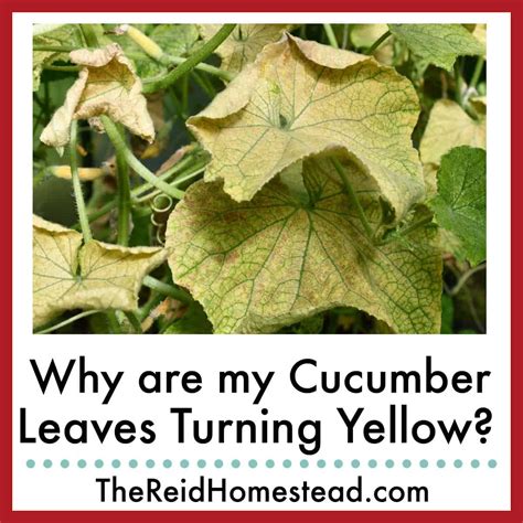 Why Are My Cucumber Leaves Turning Yellow