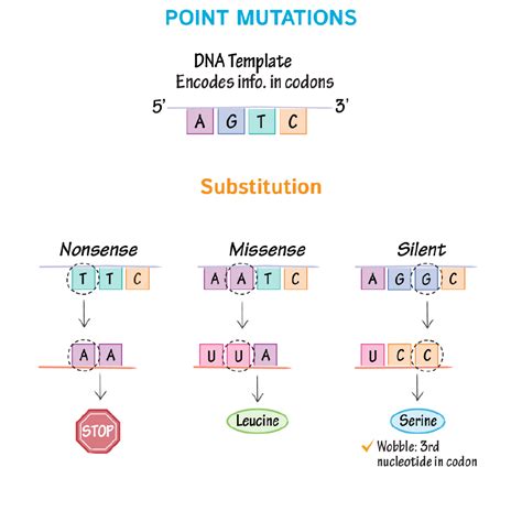 Cell Biology Glossary Dna Mutations Ditki Medical And Biological Sciences
