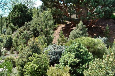Small Dwarf Conifers Perfect For Container Growing On Decks And Terraces