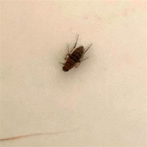 Small Brown Flying Bugs In Bedroom