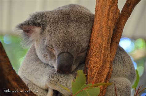 Koala Cuddling And Kangaroo Feeding At Lone Pine Koala Sanctuary The