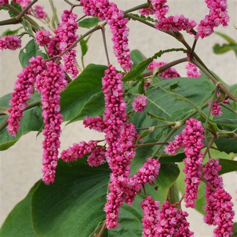 Pink Kiss Me Over The Garden Gate Persicaria Orientalis 15 Seeds