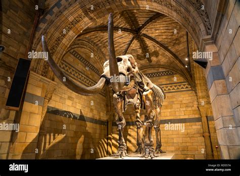 American Mastodon Skelett Natural History Museum London Vereinigtes