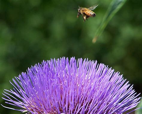 No Landing Strip Needed Photograph By Steven Huszar Fine Art America