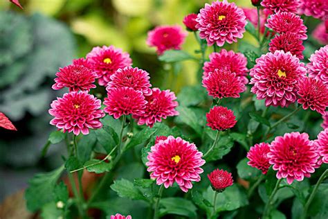 How To Grow Chrysanthemums Hardy Mums And Exhibition