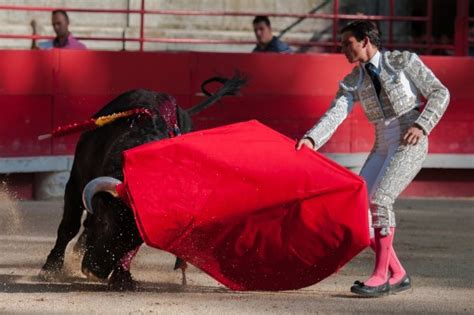 Free Images Bull Fun Performance Bullring Tradition Bullfighting