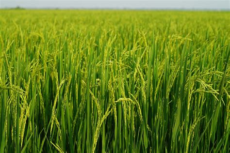 Rice Field Farmer Free Photo On Pixabay